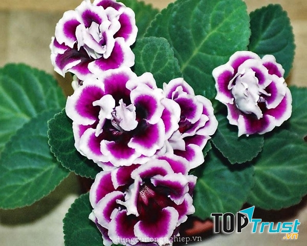 Shop Hạt Giống Tí Hon