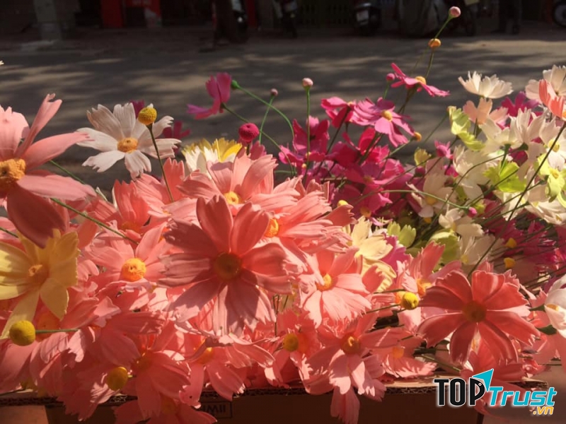 Shop hoa đất Nhật Bản.