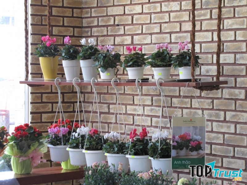 Shop Minh Thư bán rất đa dạng các loại hoa, cả hoa theo bó hoặc trồng trong chậu