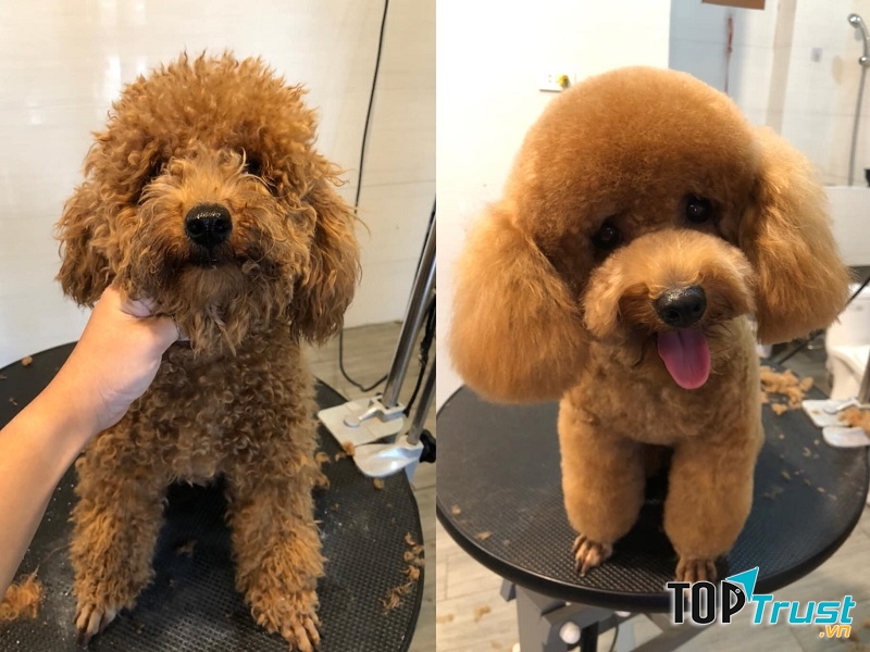 Shop Petplusvn