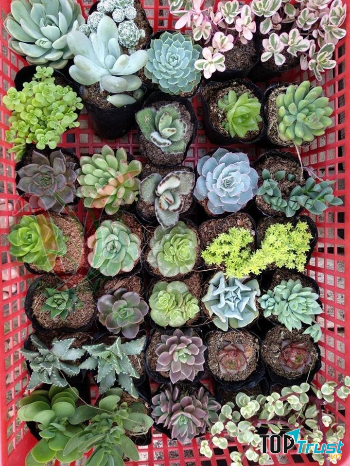 Shop sen đá cây cảnh Hà Tĩnh