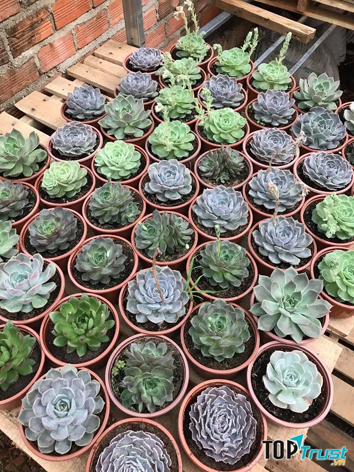 Shop sen đá cây cảnh Hà Tĩnh