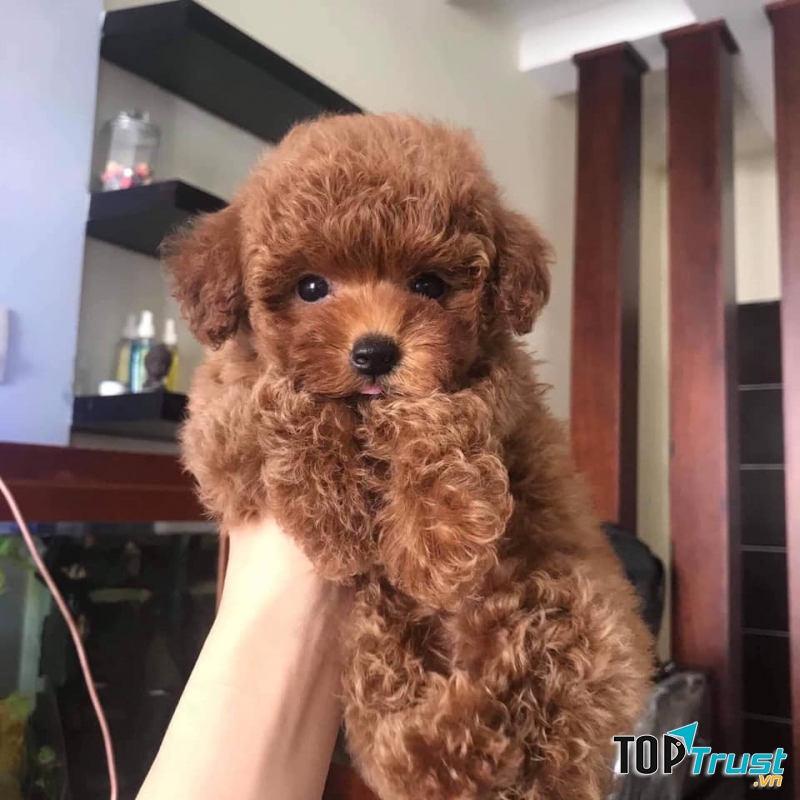 Oliver pet family - spa & pet shop