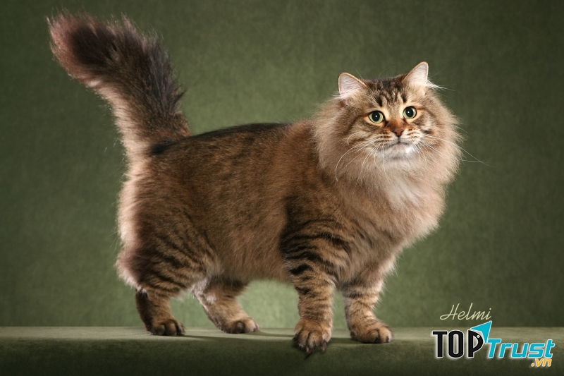 Siberian được xem là giống mèo biểu tượng của nước Nga