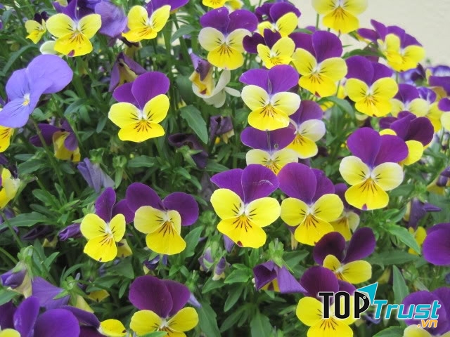 Hạt giống hoa Păngxe