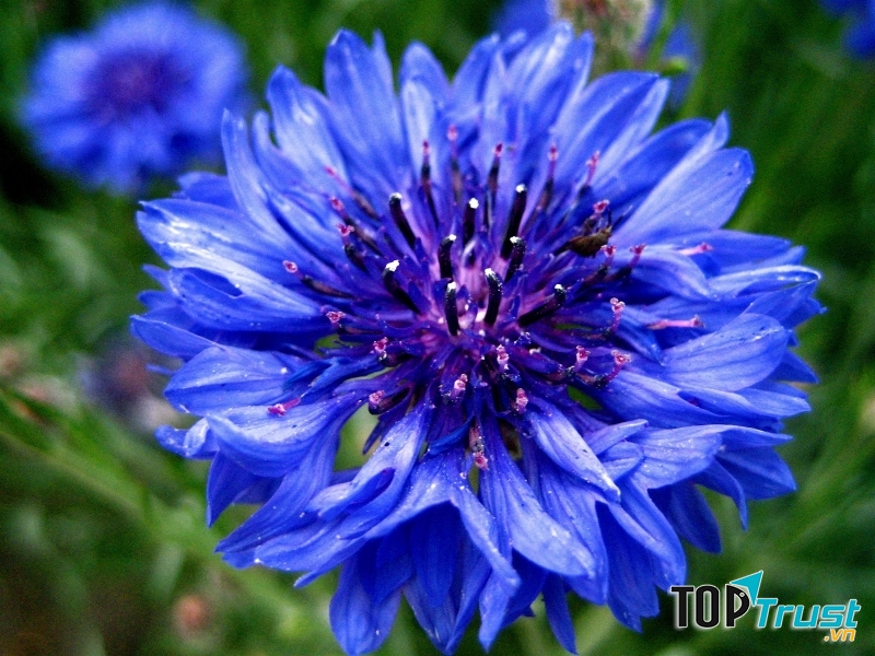 Hạt giống hoa trúc mai xanh