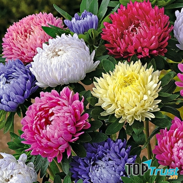 Hạt giống cây hoa cúc tây xù lùn