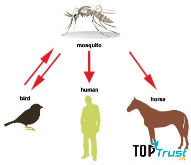Siêu vi trùng West Nile - Nguồn Internet