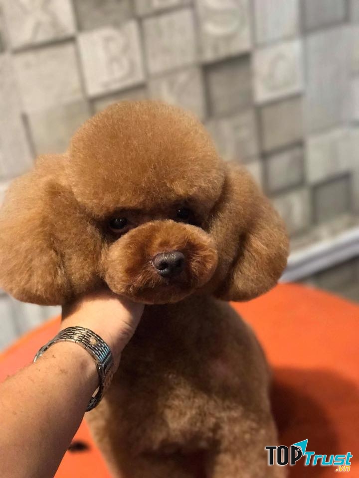 Small Dog