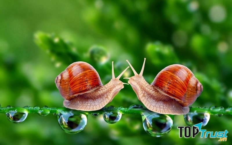 Sở dĩ người ta đau khổ là do đeo đuổi những thứ sai lầm.