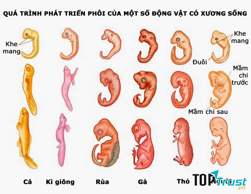 Số lượng động vật có xương sống chỉ chiếm một phần nhỏ