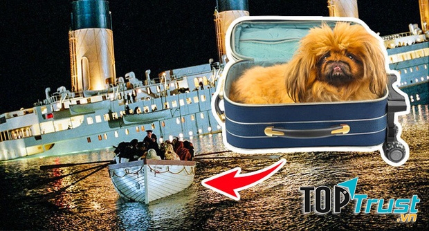 Số nạn nhân được cứu sau tai nạn Titanic: 706 người và... 3 con chó