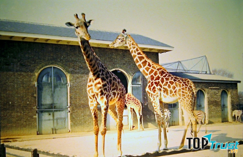 Sở thú London