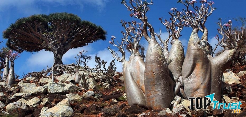 Quần đảo Socotra được đưa vào danh sách di sản thiên nhiên thế giới.