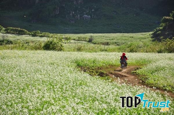 Tam giác mạch Mộc Châu đã bắt đầu nở rộ đón khách