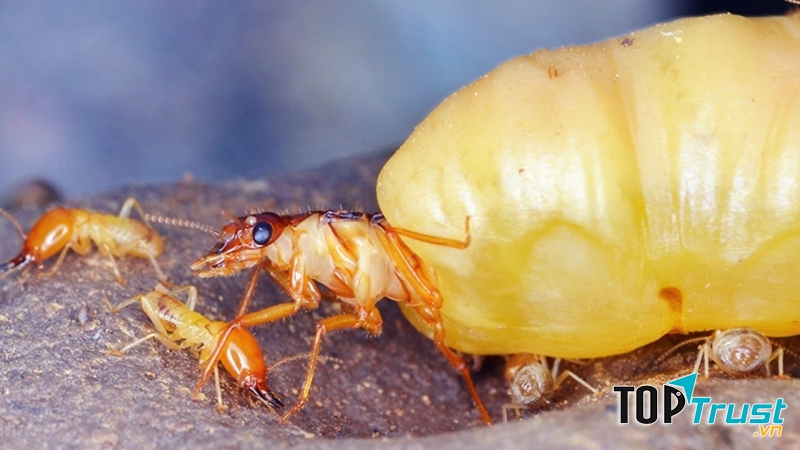 Mối chúa là loại côn trùng có màu trắng đục, to bằng ngón tay cái