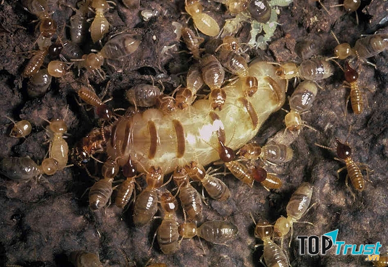 Mối chúa sống dưới lòng đất, bên trong các ụ mối.