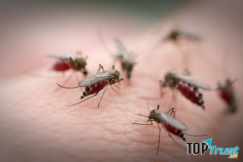 Sốt Rift Valley - Nguồn Internet