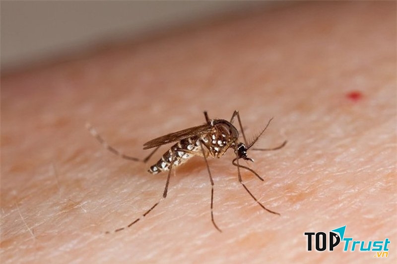 Muỗi là nguyên nhân gây sốt xuất huyết