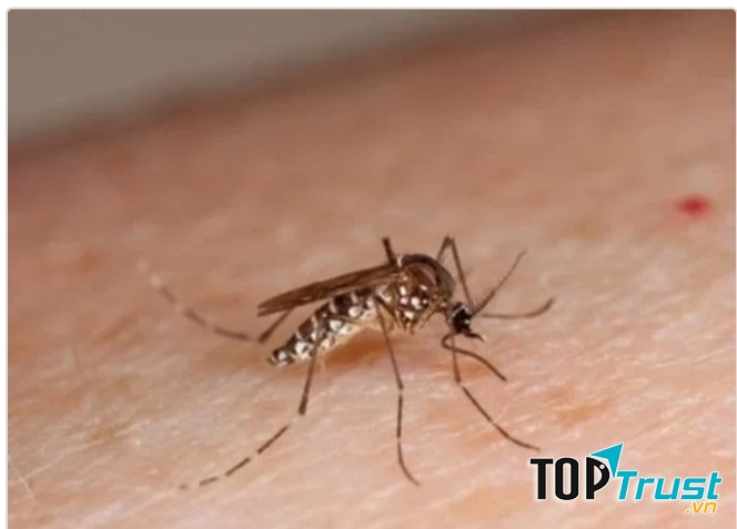 Muỗi vằn truyền bệnh sốt xuất huyết