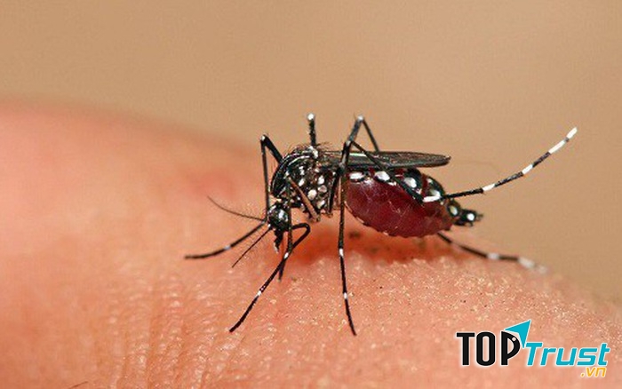 Muỗi vằn đốt gây bệnh sốt xuất huyết