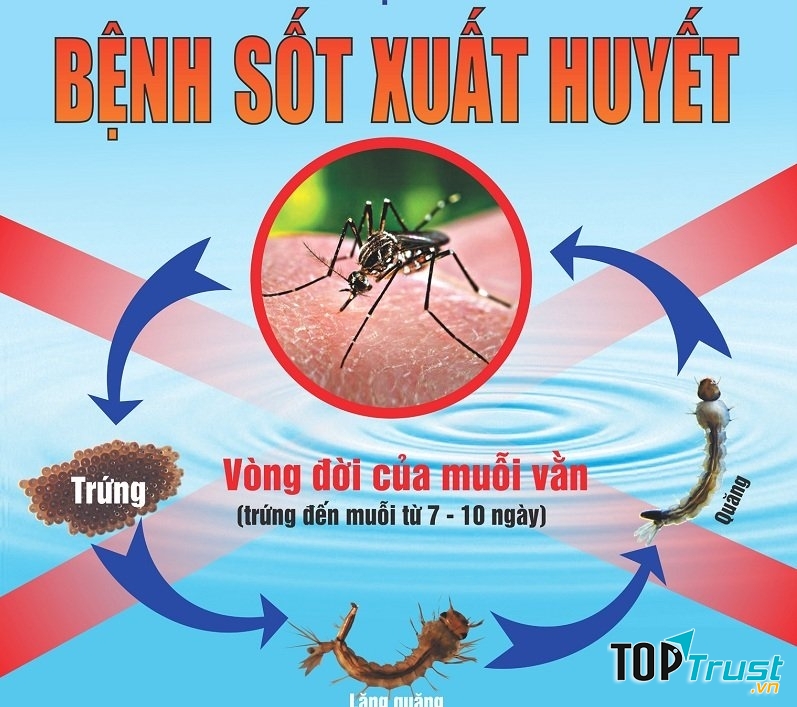 Sốt xuất huyết - Nguồn Internet