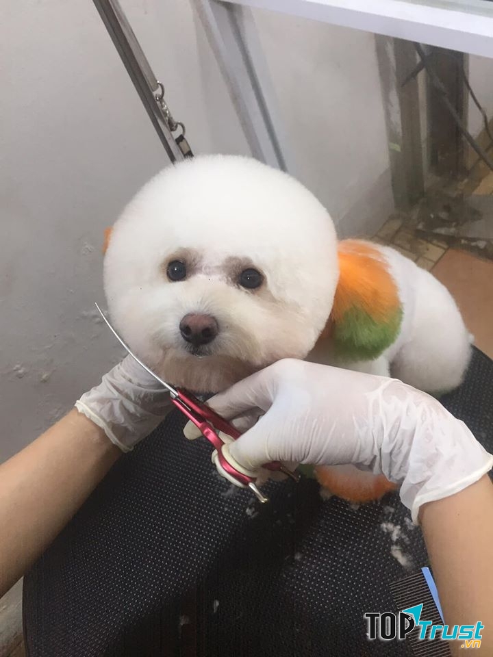Tớ không phải gấu trúc đâu nhé