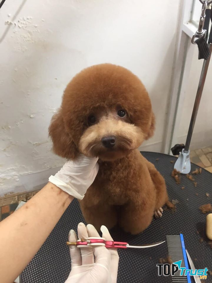 Spa & Grooming & Hotel - Pet Smile