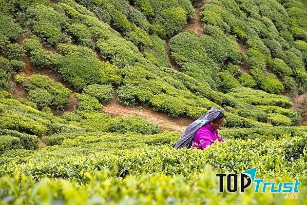 Sri Lanka đứng thứ 4 thế giới về sản lượng trà