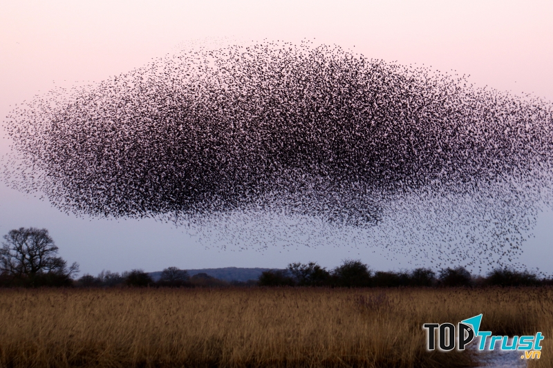 Chim sếu đá trong khu bảo tồn thiên nhiên ﻿Otmoo