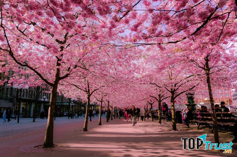 Stockholm khoác lên mình một chiếc áo mới với sắc hồng phấn nhẹ nhàng của những cánh hoa anh đào