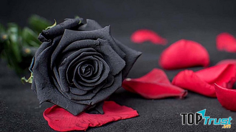 Ảnh minh họa (Nguồn internet)