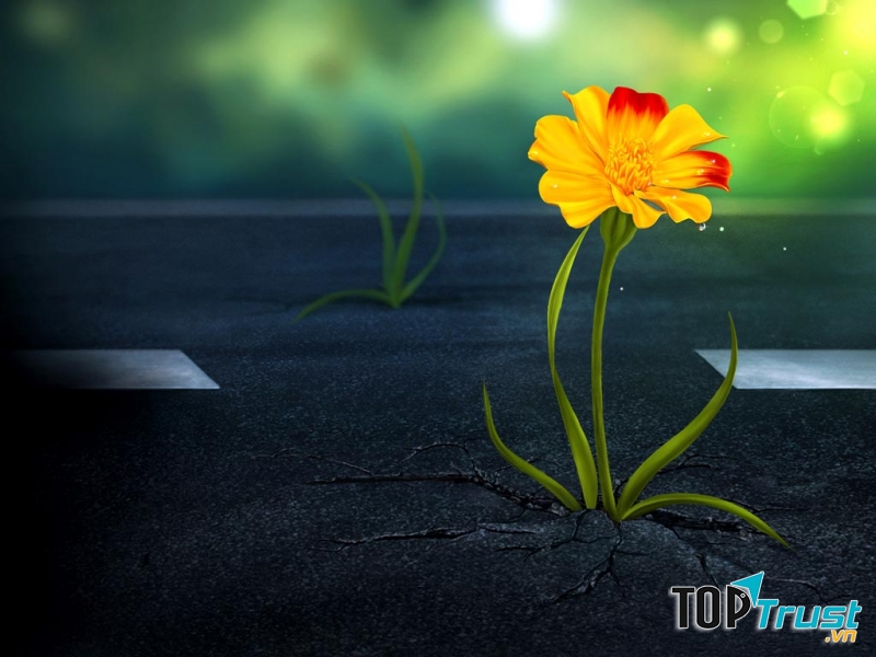 Ảnh minh họa (Nguồn internet)