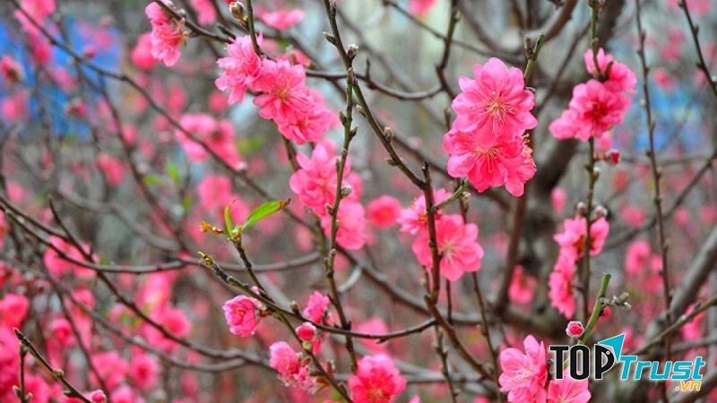 Ảnh minh họa (Nguồn internet)