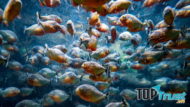 Cá Piranha.