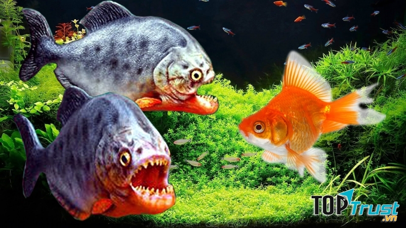 Cá Piranha.