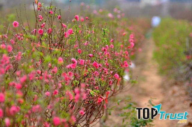 Điều chỉnh độ sáng giúp hoa nở theo ý muốn