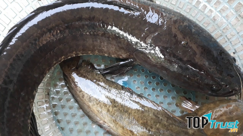 Cá lóc, cá trê có tập quán đào hang nên sẽ giúp bạn giải quyết vấn đề nan giải này