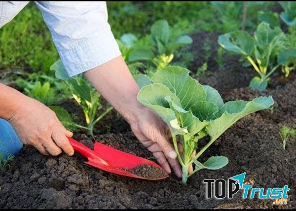 Dùng thức ăn thừa làm phân bón cho cây.