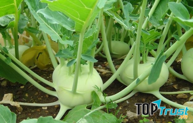 Trong Su hào có chứa đa số vitamin C, potassium, vitamin B6 phòng ngừa cảm cúm, thanh lọc máu và thận.