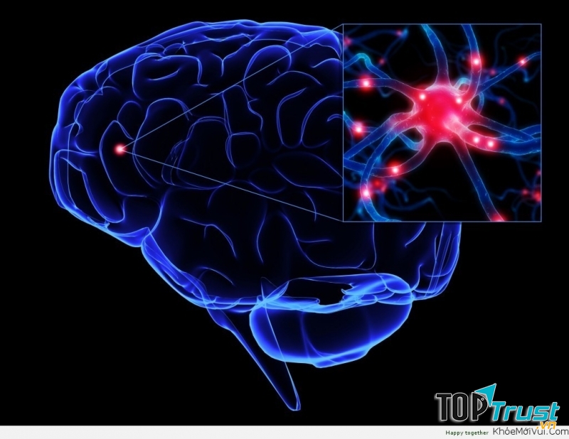 Sự liên kết của các tế bào thần kinh