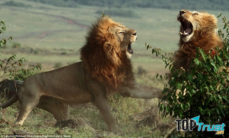 Sư tử đực đánh nhau tranh giành quyền lực.