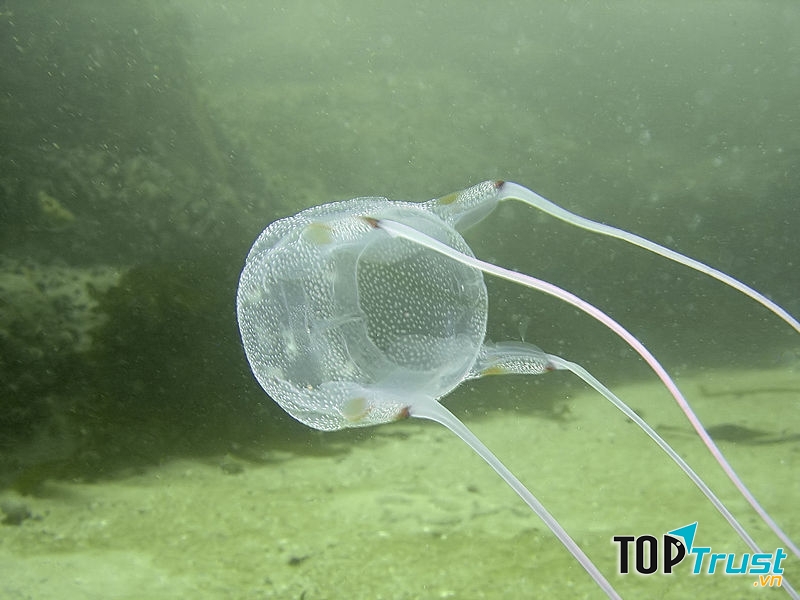 Sứa hình hộp ở Bakoven