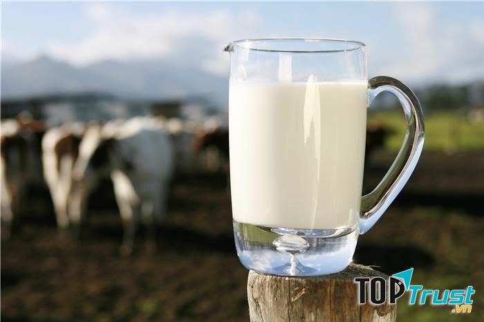 Sữa bò non Mộc Châu thưởng thức vào thời điểm buổi sáng se se lạnh là tuyệt vời nhất