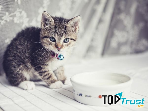 PetLac với hương vị thơm ngon giúp chó mèo sơ sinh dễ dàng tiêu hóa, đảm bảo phát triển và tăng trưởng toàn diện. 
