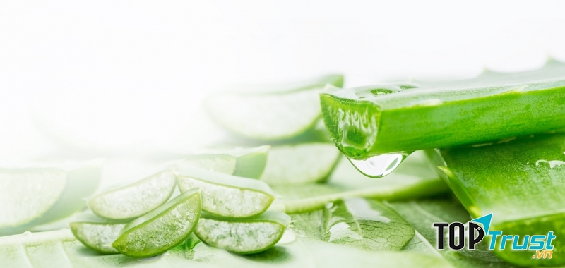 Nha đam bản to dễ dàng thái nhỏ khi chế biến