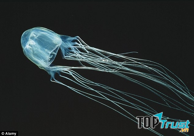 Sứa hộp Australia- 