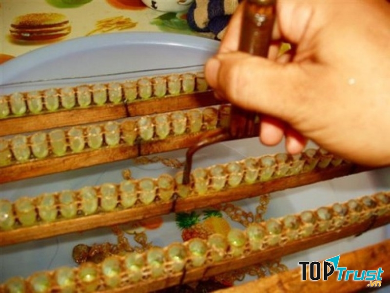 Dùng máy chuyên dụng hút sữa ong chúa.
