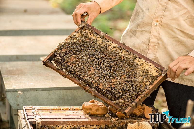 Kiểm tra tổ ong của nhân viên Tracy bee