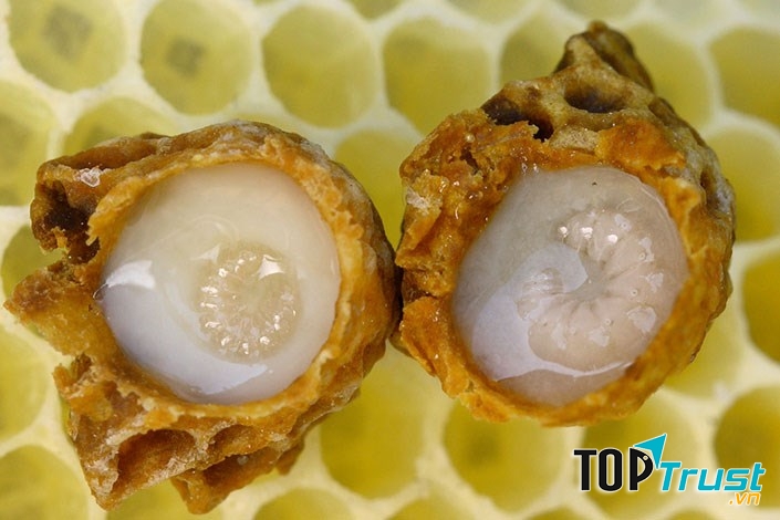 Các mũ chứa đầy sữa ong chúa